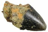 Serrated Fossil Tyrannosaur (T rex) Tooth Tip - Wyoming #358236-1